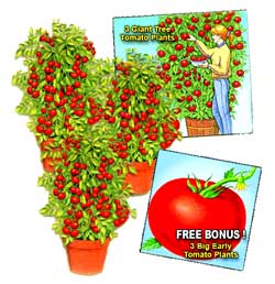 Giant Tomato Tree Buy 1 get 1 Free